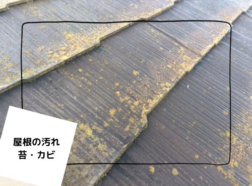 屋根に苔・カビが生える原因は？放置するリスクと対処法｜中間市W様邸